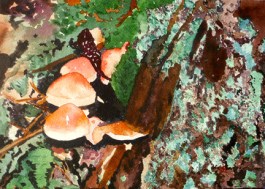 Marian Wiseman: Alaska Mushrooms