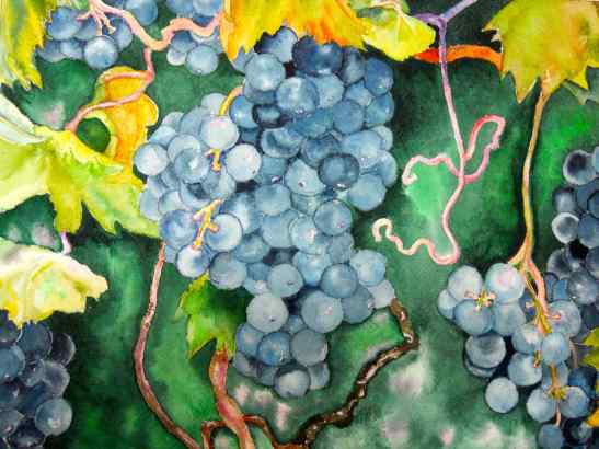 2011 Wan Fruit of the Vine