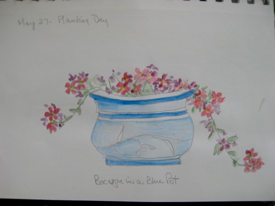 Anne#2 Bocupa in a Blue Pot