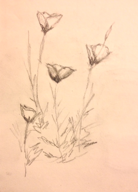 Eileen Leahy: "Evening Primroses," pencil