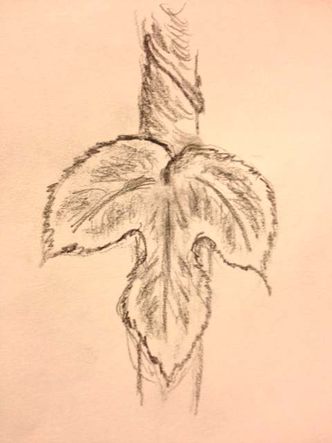 Eileen Leahy: "Leaf from a Climbing Hop," pencil