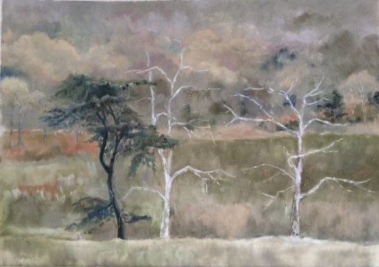 Martha- Sycamore Sentinels