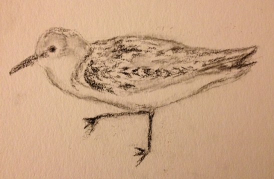 eileen-young-sanderlingcarbon-pencil-on-paper