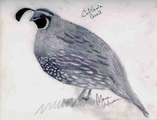 2016-caifornia-quail