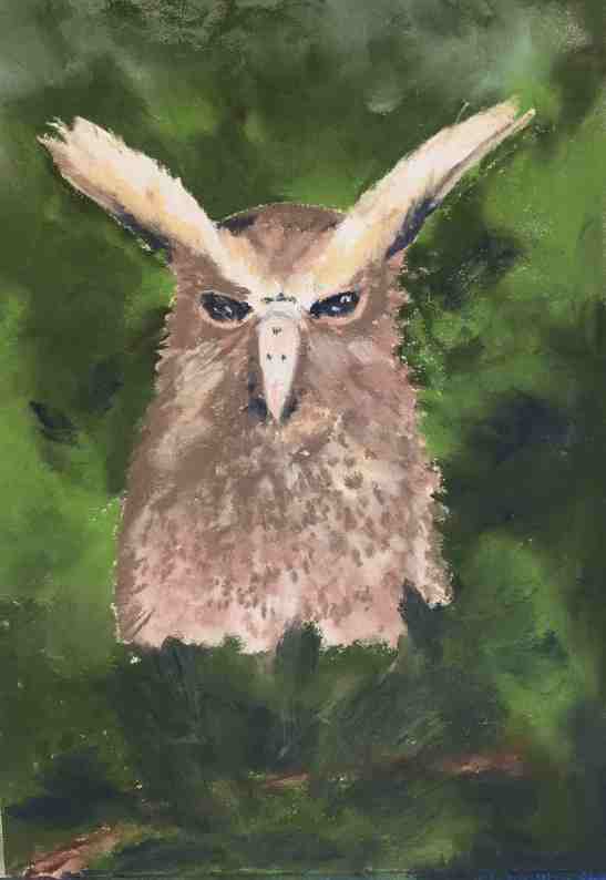 anne-shields-ecuadorian-owl-pastels