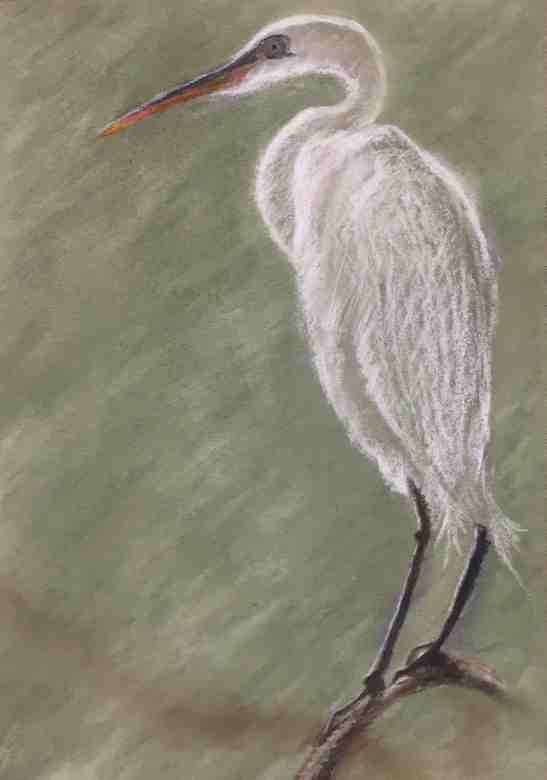 pat stocks great-egret-pastels