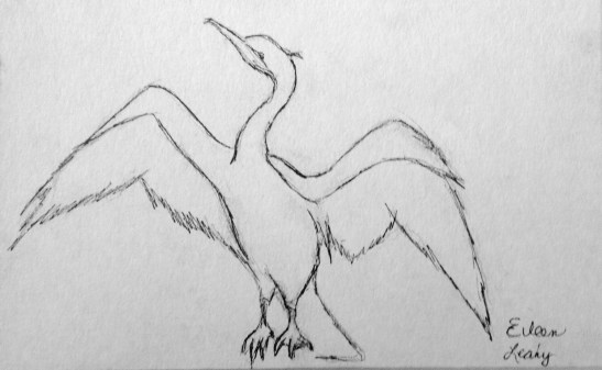 Eileen Leahy DoubleCrestedCormorant pen and ink