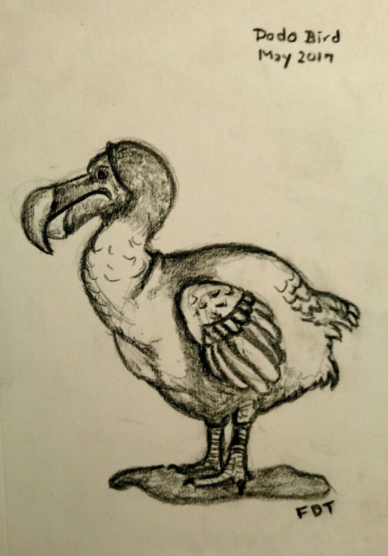 Fran Tomllinson Dodo Bird--carbon pencil