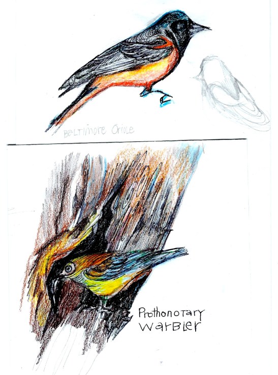 Lynne Schlimm Prothonotary Warbler