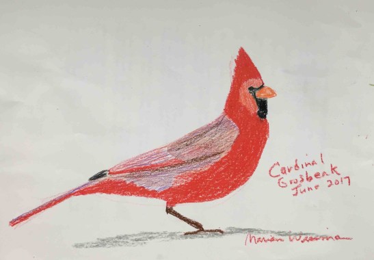 Marian Wiseman West Virginia Cardinal crayon and colored pencil