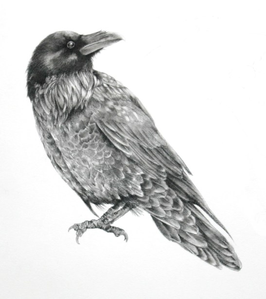 Ellen Cornett Untitled Blackbird carbon pencil