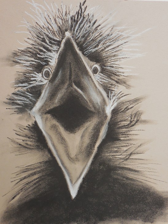 Linda Andreatta Baby Night Heron Charcoal