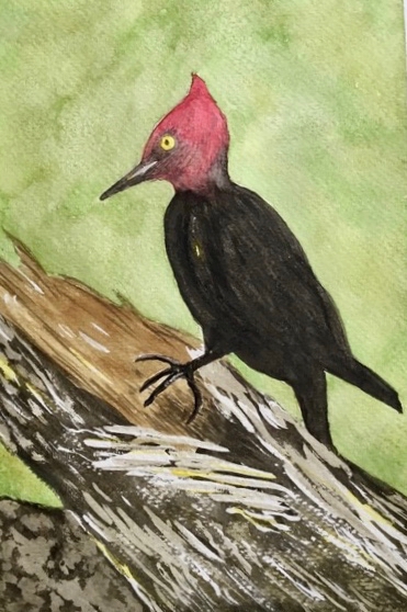 Hattie Babbitt watercolor
