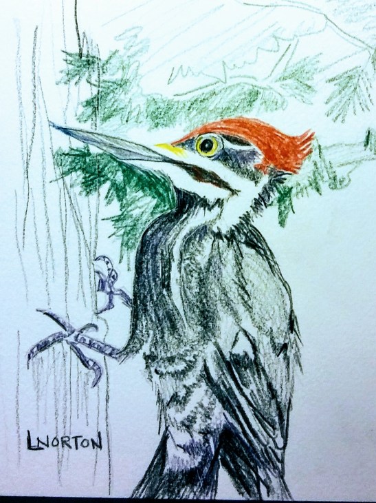Linda NOrton Pileated woodpecker colored pencil