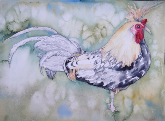 chalrooster1