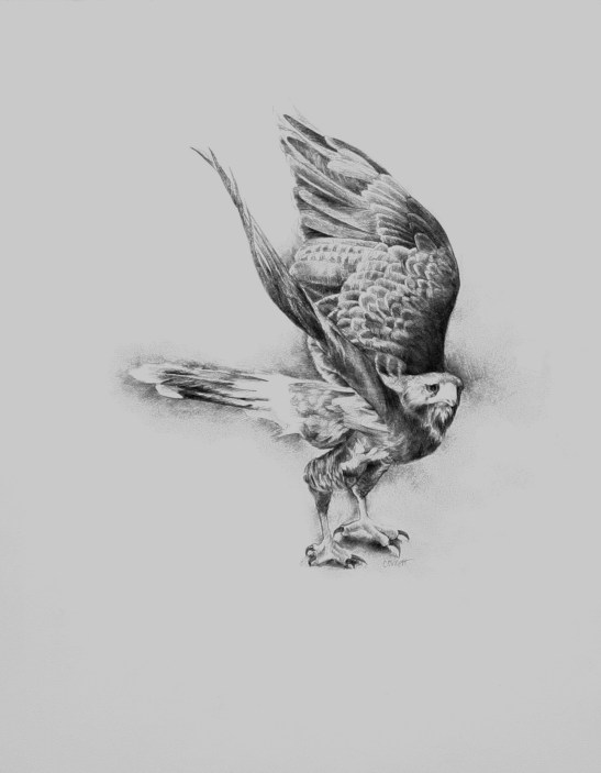 Ellen Cornett Raptor