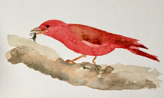 Summer Tanager