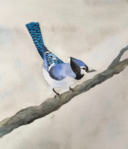 Marian Wiseman Bluejay