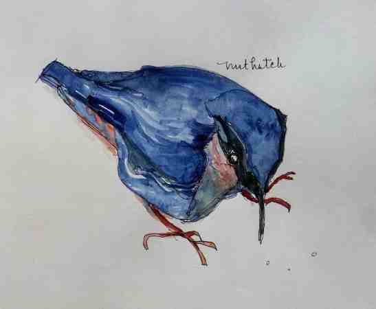 Linda Norton Nuthatch 3