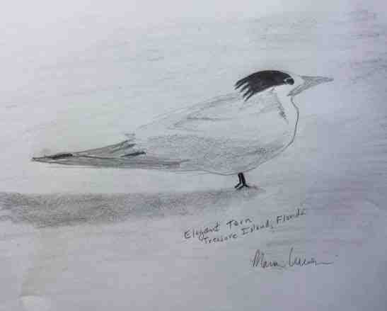 2018 03 Mar Elegant Tern