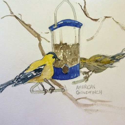 Linda Norton American goldfinch watercolor
