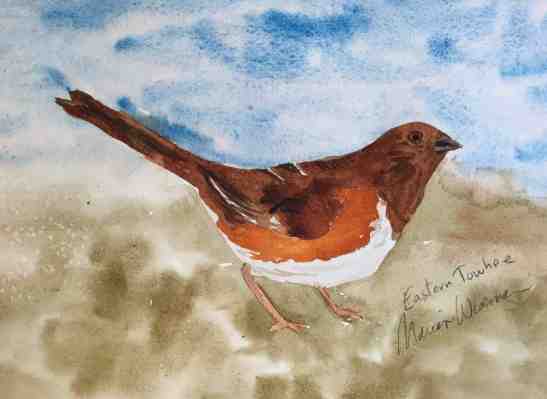 Eastern Towhee, female