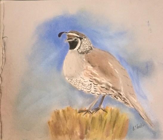 Anne Shields California Quail