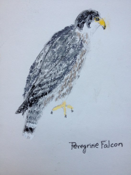 Eileen Leahy Peregrine Falcon