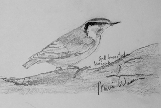 Marian Wiseman Red-Breasted Nuthatch