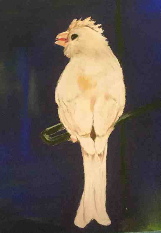 Anne Shields Leucistic finch