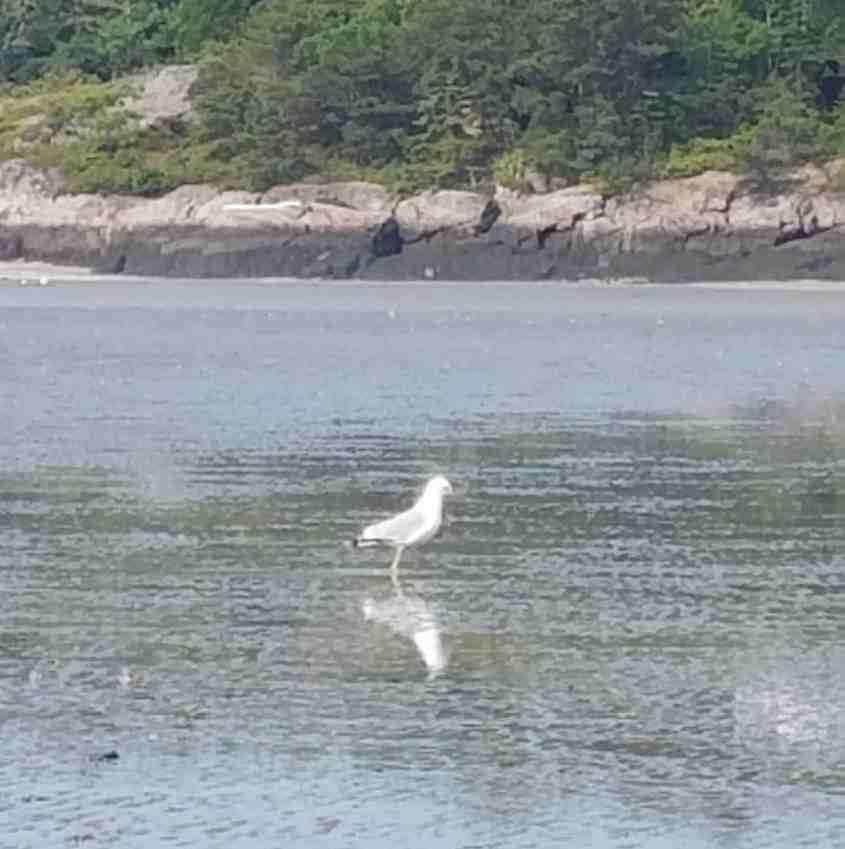 Nancy Arbuthnot Gull